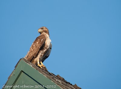 Red-tailed Hawk