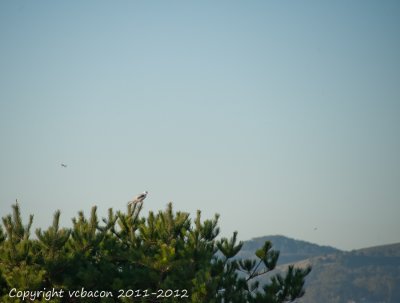 White-tailed Kite