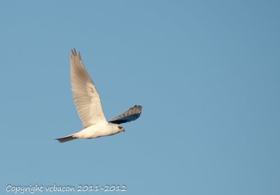 White-tailed Kite in flight.