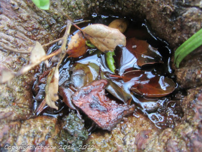 You have to look closely to see all that abounds in this miniature pond buried on the trunk of this oak.

20120129-IMG_0004.jpg