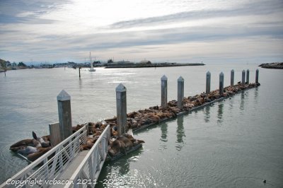 Harbor seals fill the pier
