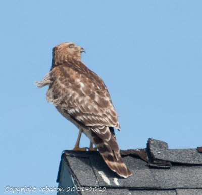 Red-tailed hawk