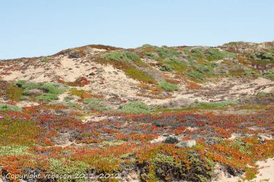 Sand Dunes and Ice Plant