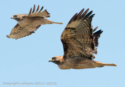 Raptors on High