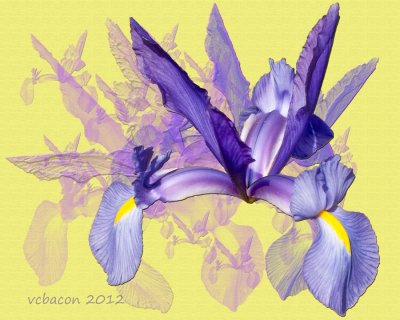 Spring Arrives
