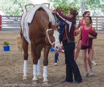 Horse Show-2154.jpg