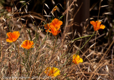 Don Edwards National Wildlife Refuge