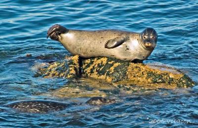 Basking on the Monterey Bay