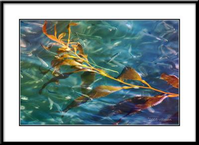 Minnows in the Kelp