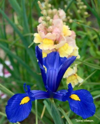 Blue Iris with Snapdragons
