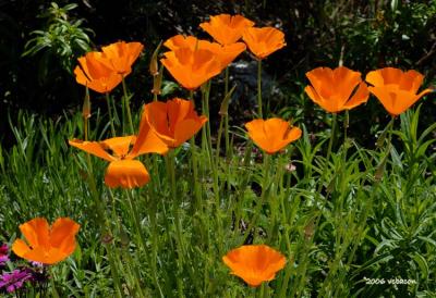 Poppies at play in the wind