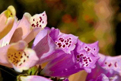 Foxglove Aglow