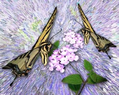 The Butterflies