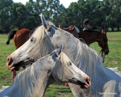Horsing Around