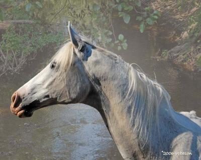 Horsing Around: Modification #3