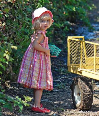 Berry Picking Time