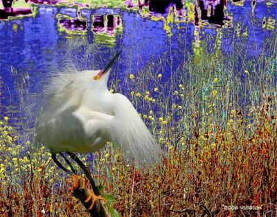 Snowy Egret by the Water's Edge