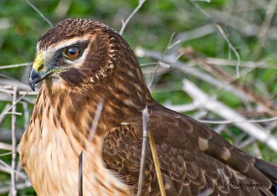 Portrait of a female Northern Harrier