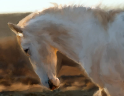 Wild Horse smudge