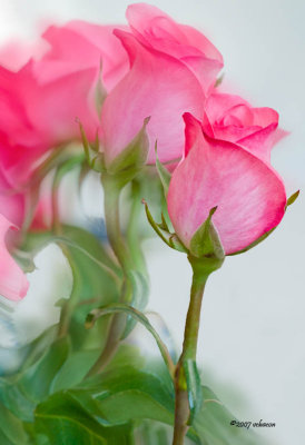 Illusion in Pink