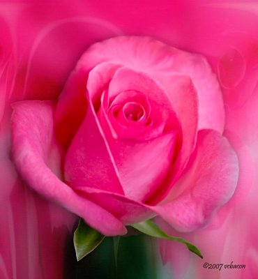 Tones of Pink