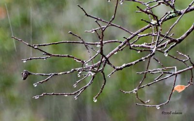 Raindrops on defoliated branches
