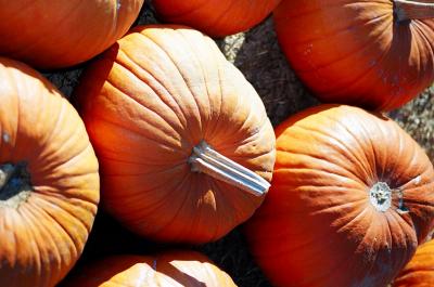 lots of pumpkins