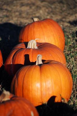 pumpkins in a row