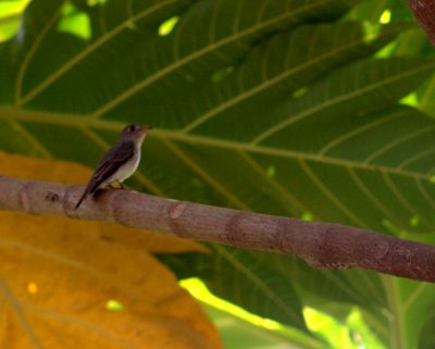 Asian Brown Flycatcher