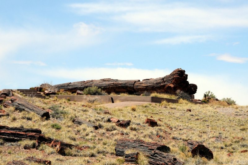DSC_6404 Petrified Forest.jpg