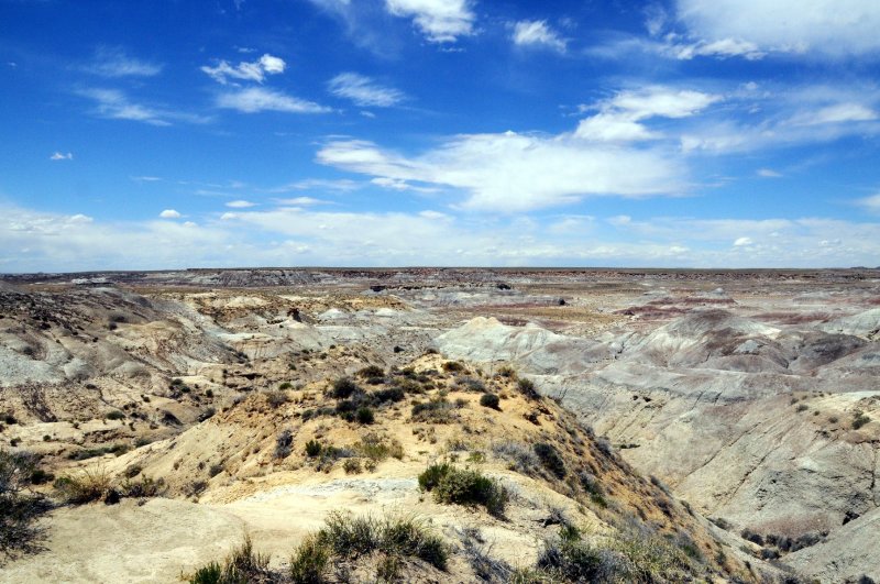 DSC_6414 Petrified Forest.jpg