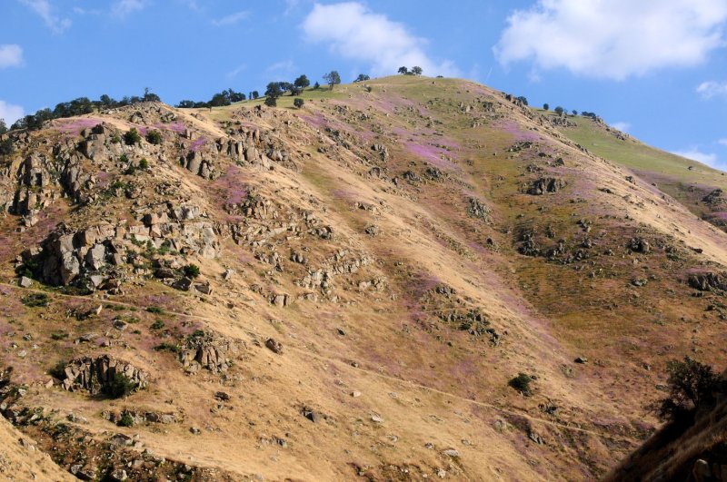 DSC_7137 California Purple Mountain.jpg