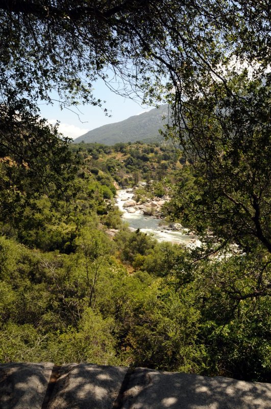 DSC_7146 Sequoia River.jpg