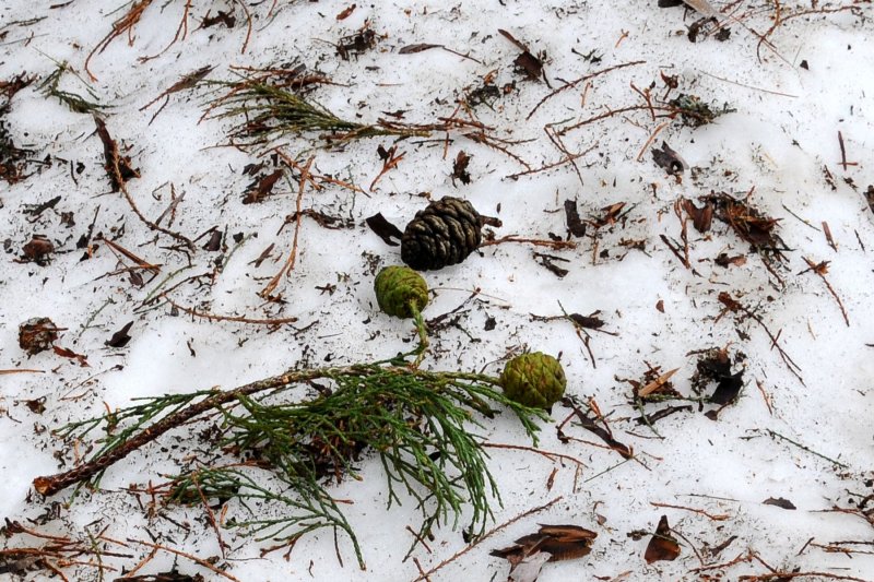 DSC_7192 Giant Sequoia Seed Cones.jpg