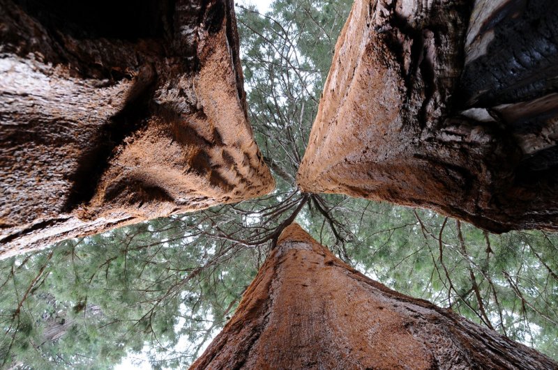 DSC_7213 Sequoia 3 Trees Together from Inside.jpg