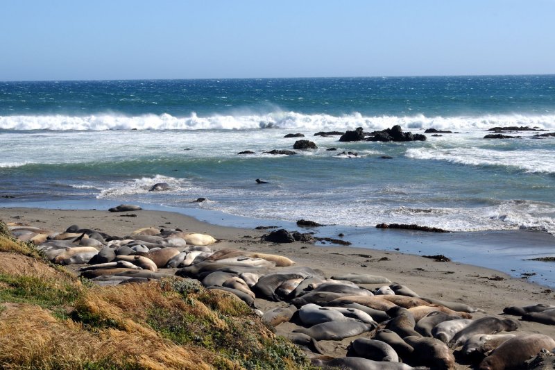 DSC_7338 Seal Beach Near San Simeon.jpg