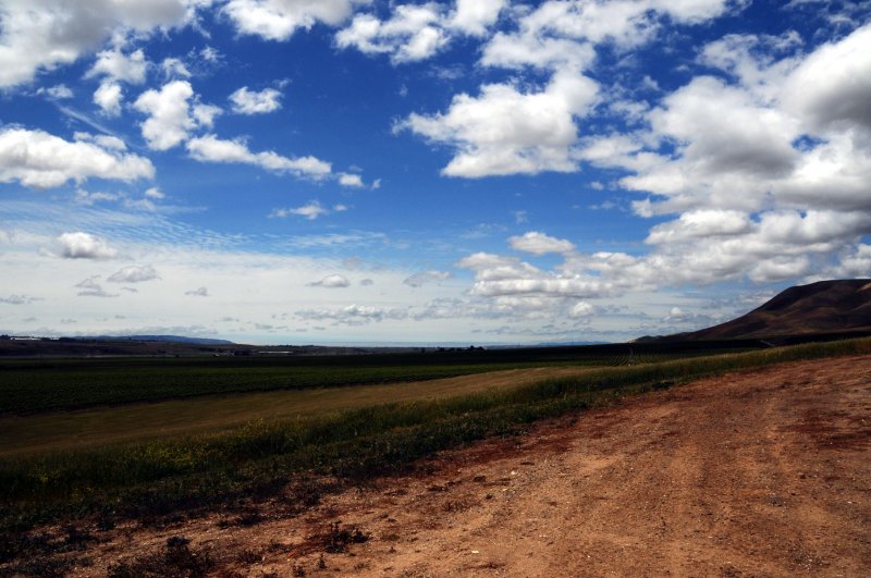 DSC_7459 Cambria Vineyards.jpg