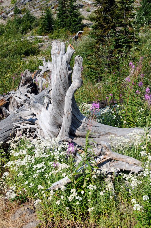 Mt St Helens Regrowth.jpg