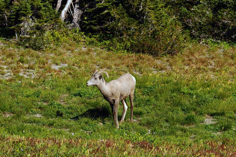 Glacier NP Vistor Center View  Big Horn Sheep.jpg