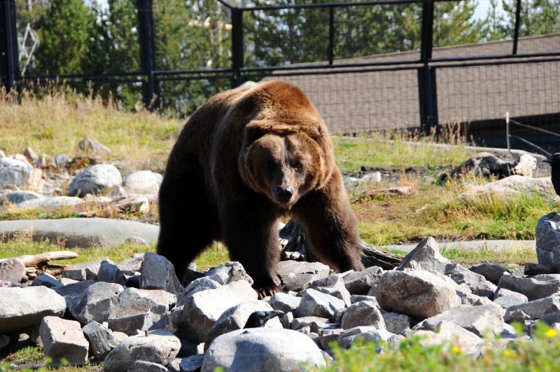 West Yellowstone Grizzly.jpg