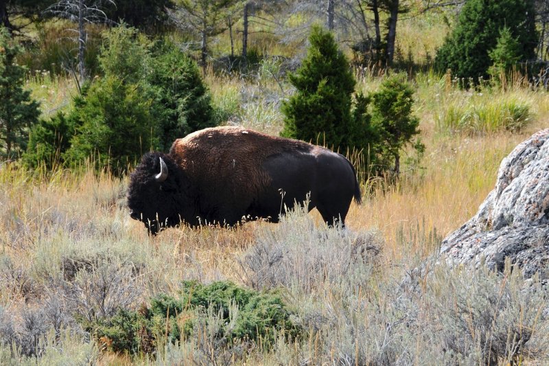 Yellowstone Roadside Buffalo.jpg