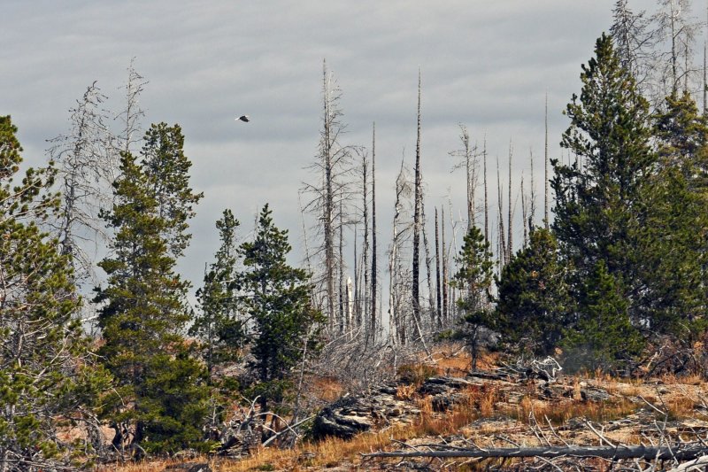Yellowstone Bald Eagle at Yellowstone Lake.jpg