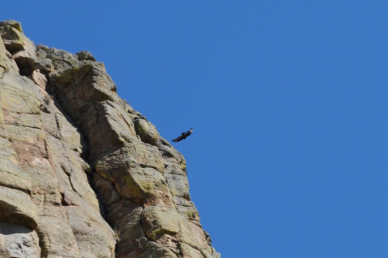 Devils Tower Bird Soaring.jpg