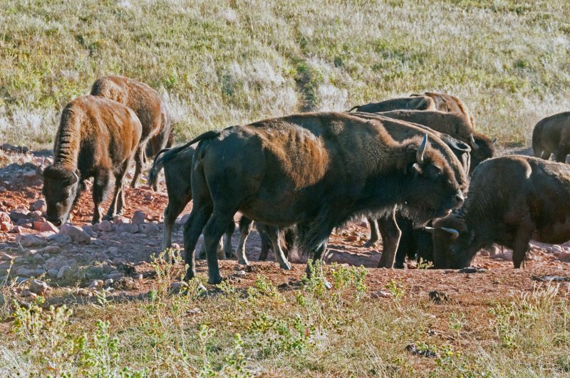 Custer State Park SD Buffalo.jpg