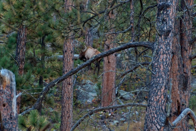 Custer State Park SD Elk.jpg