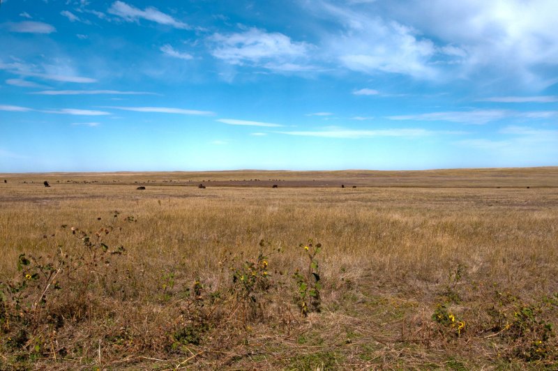 Badlands SD Buffalo Herd.jpg