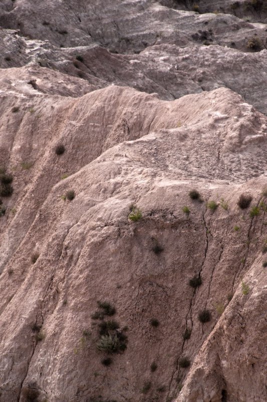 Badlands SD Trees.jpg
