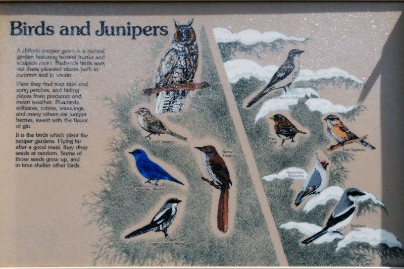 Badlands SD Birds & Juniper Sign.jpg