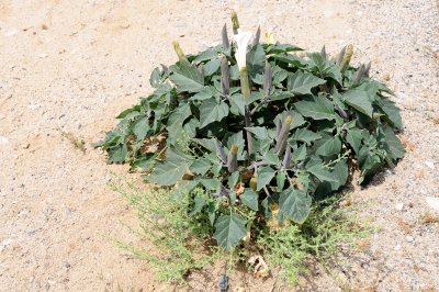 DSC_7118 Death Valley Desert Flower.jpg