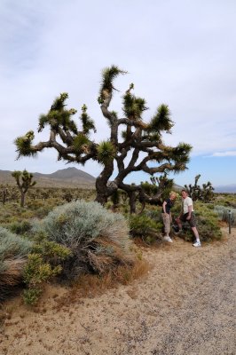 DSC_7120 Death Valley Charlie & Bonnie Under Joshua Tree.jpg